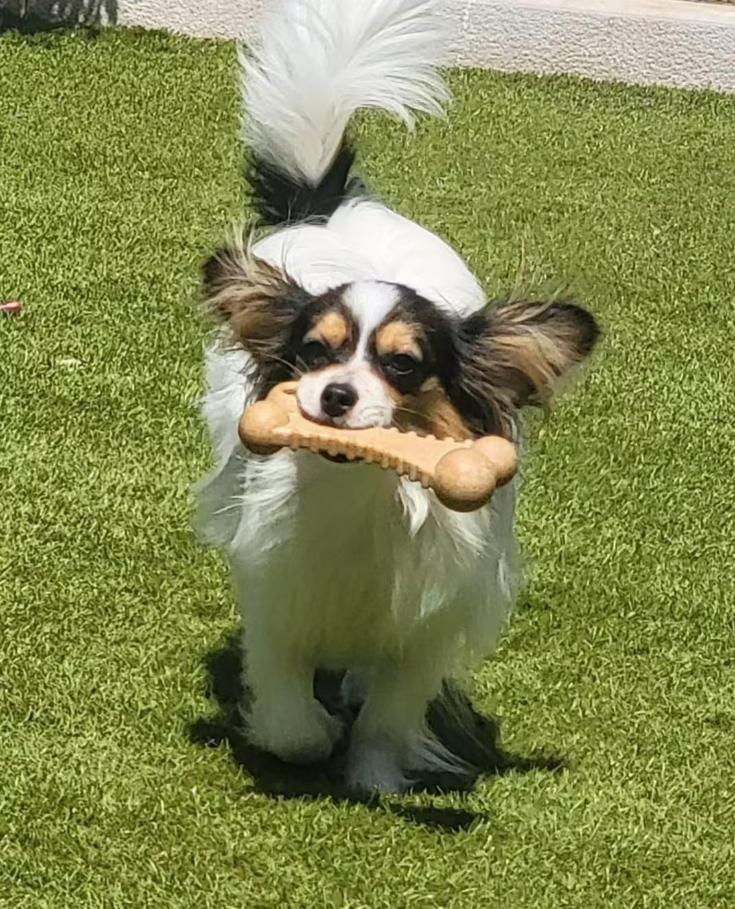 Wooden Blend Chew Bone